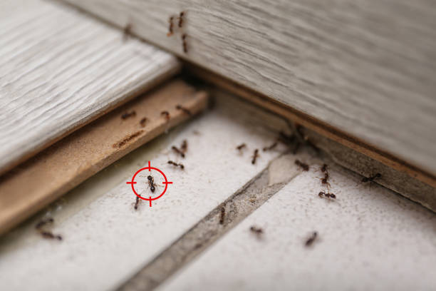 Best Ant Control Services  in Springfield, CO