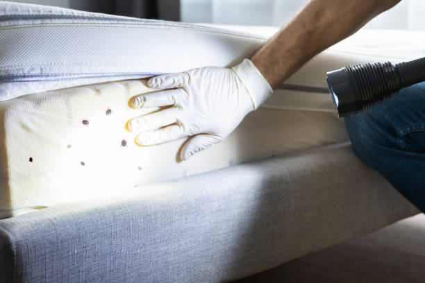 Best Exterminator Services  in Springfield, CO