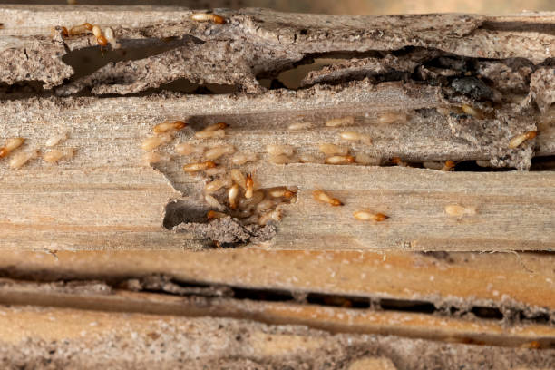 Best Spider Control Near Me  in Springfield, CO