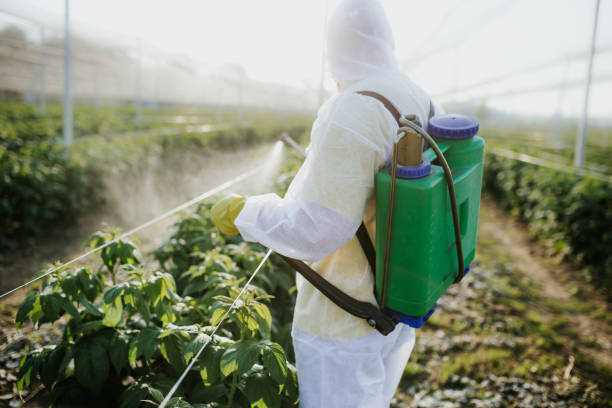 Best Flea Control Services  in Springfield, CO